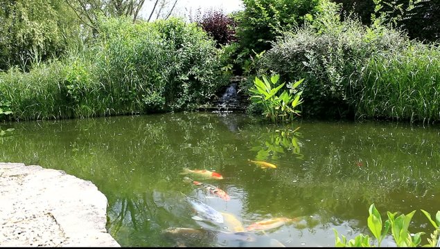 bassin aquatique et carpes ko&iuml;
