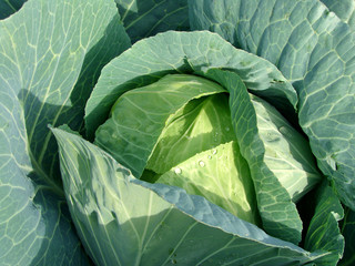 Obraz premium cabbage head growing on the vegetable bed