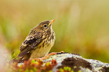 An young Meadow Pipit