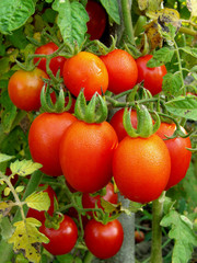 bunch of ripening tomatoes