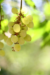 grape background