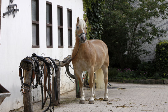 Haflinger am Sattelplatz