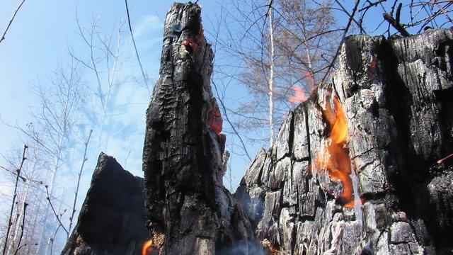 Burning stump tree
