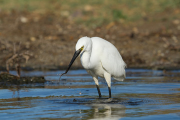 aigrette garzette