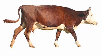 side view of a walking brown cow in front of a white background