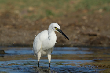 aigrette garzette