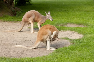 Papier Peint photo Lavable Kangourou two kangaroos