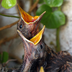 Bird nest with young birds - Eurasian Blackbird