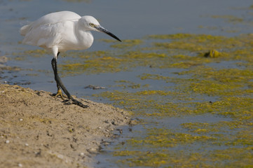 Aigrette garzette (Egretta garzetta - Little Egret)