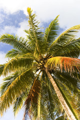 Fototapeta na wymiar Maldivian Palm Tree From Below