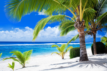 Palm trees overlooking amazing blue lagoon