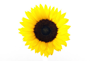 yellow sun flower