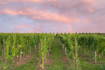 Weinreben 11.122