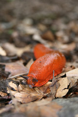Nacktschnecke