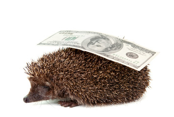 hedgehog of dollars