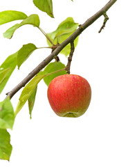 Reifer Apfel am Baum - freigstellt