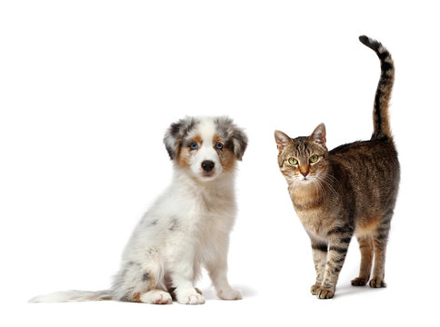 Hund und Katz 2/2011