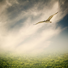 landscape with bird