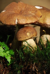 Gallenröhrling (Tylopilus felleus)