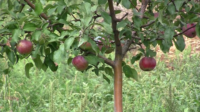 яблоки на дереве