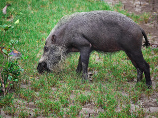 bearded pig