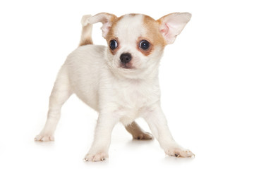 Obraz premium Chihuahua puppy on white background