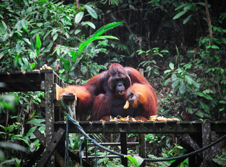big male of orangutan