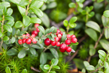 Obraz premium cowberry