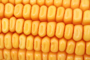 pannocchia di granoturco giallo