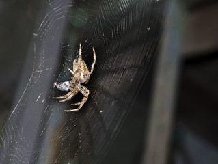 spider