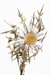 Silberdistel