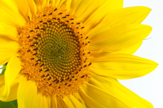 Sunflower macro closeup