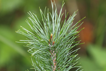 Siberian stone pine