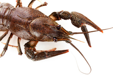 Crayfish isolated on white