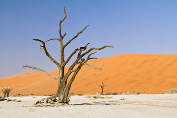 Fototapeta na wymiar Drzewo na pustyni Namib, Namibia