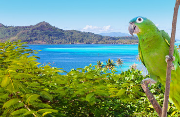 Bright parrot  against the sea and mountains