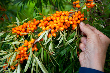 Picking sea-buckthorn berries