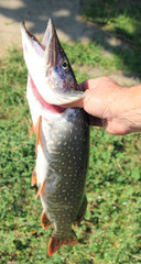 а pike in а hand of a fisherman