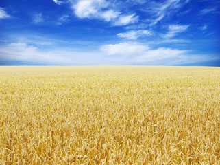 Fototapeta premium wheat field