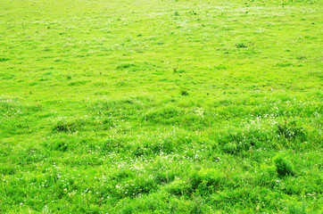 Obraz premium grass