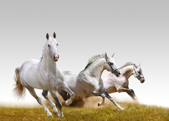 Obraz na płótnie Canvas three stallions