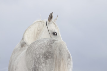 arab horse