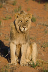 Young male lion