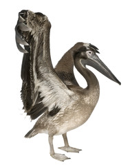 Young pelican, 2 months old
