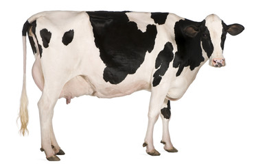 Vache Holstein, 5 ans, debout devant un fond blanc