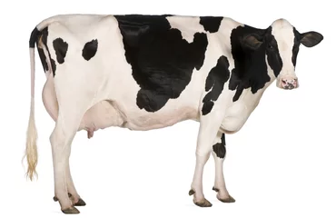 Fototapeten Holstein-Kuh, 5 Jahre alt, vor weißem Hintergrund stehend © Eric Isselée