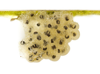 Ready to hatch Common Frog, Rana temporaria eggs