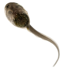 Fototapeta premium Common Frog, Rana temporaria tadpole with internal gills