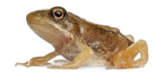 Nearly adult Common Frog, Rana temporaria, 16 weeks old