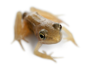 Nearly adult Common Frog, Rana temporaria, 16 weeks old